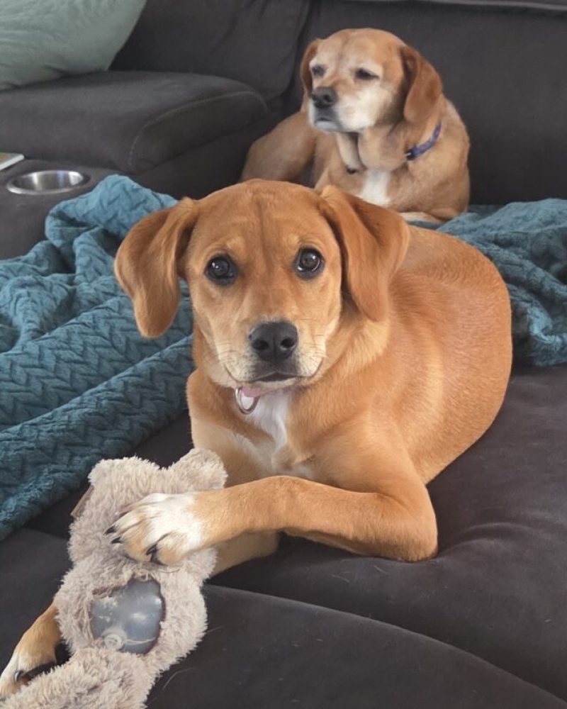 Missy in foster care on the couch with their other dog