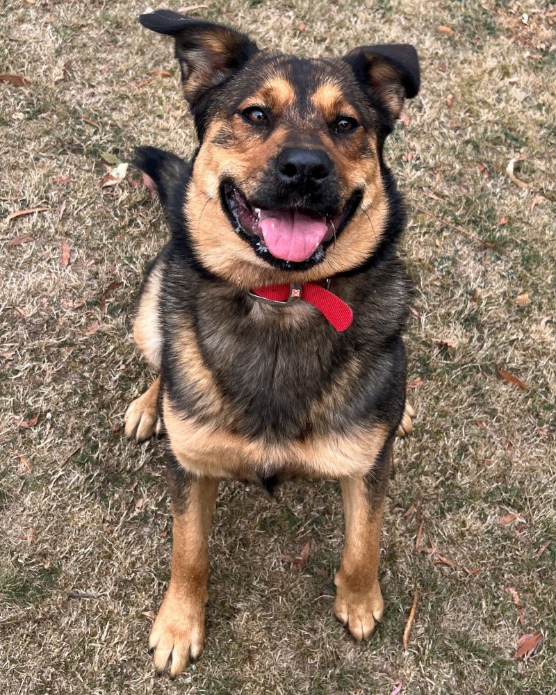 Molly sitting outside looking happy and cute