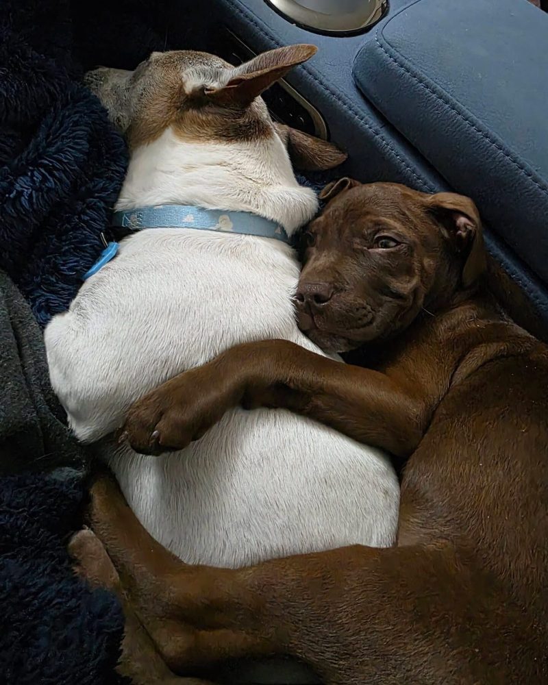 Monty spooning with foster pup Chocco