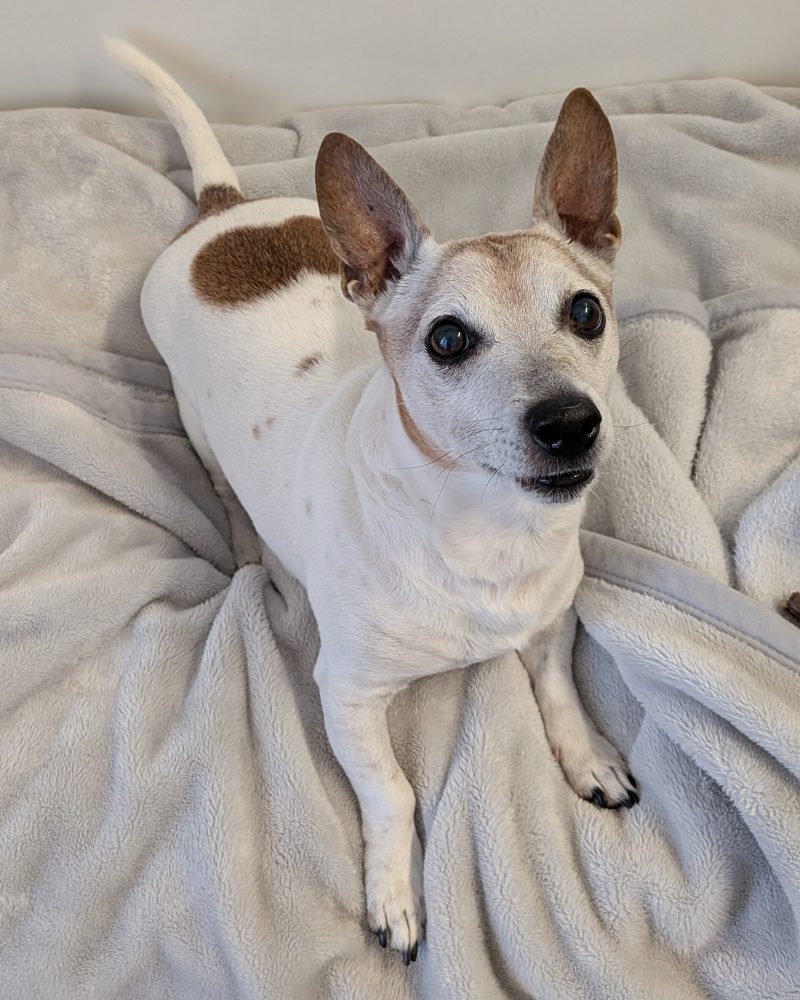 Monty lying on a dog bed and blankets