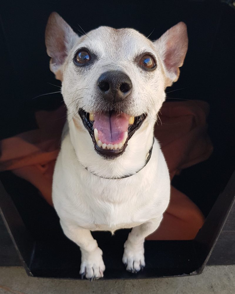 Monty sitting in a dog kennel looking happy