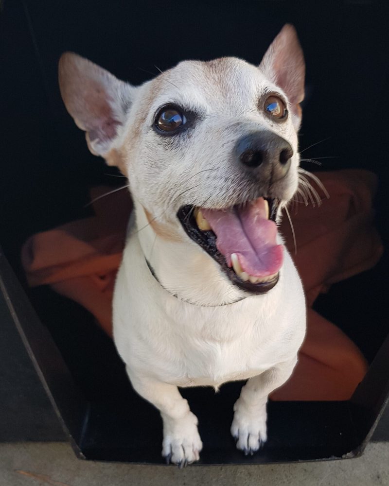 Monty sitting in a dog kennel looking happy