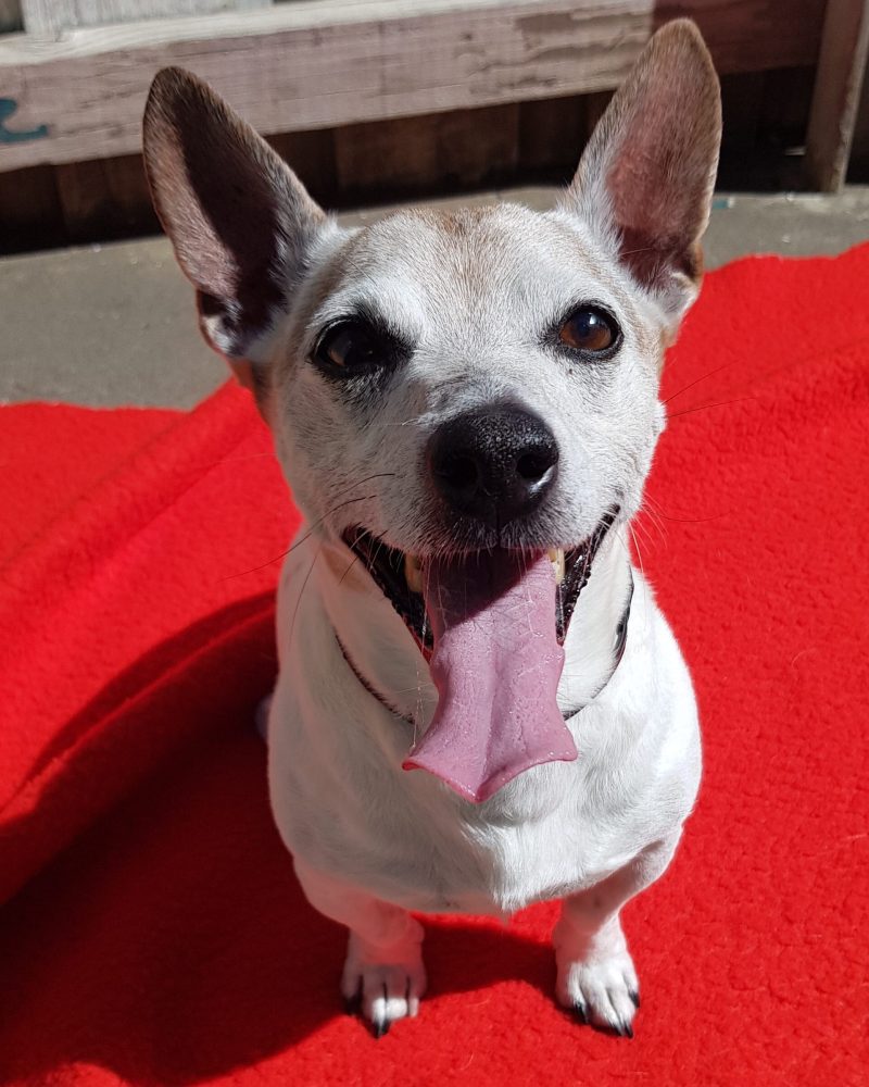 Monty sitting on a red blanket in the sunshine looking happy