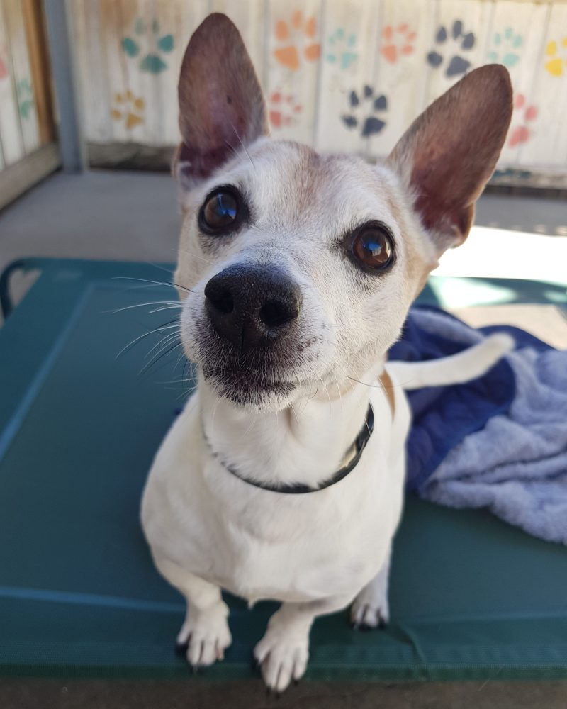 Monty sitting on a dog bed looking at the camera