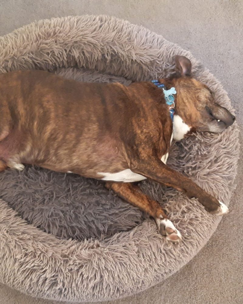 Mufasa having a rest on a dog bed