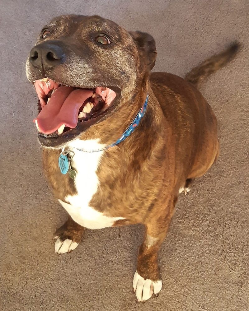 Mufasa sitting and looking happy