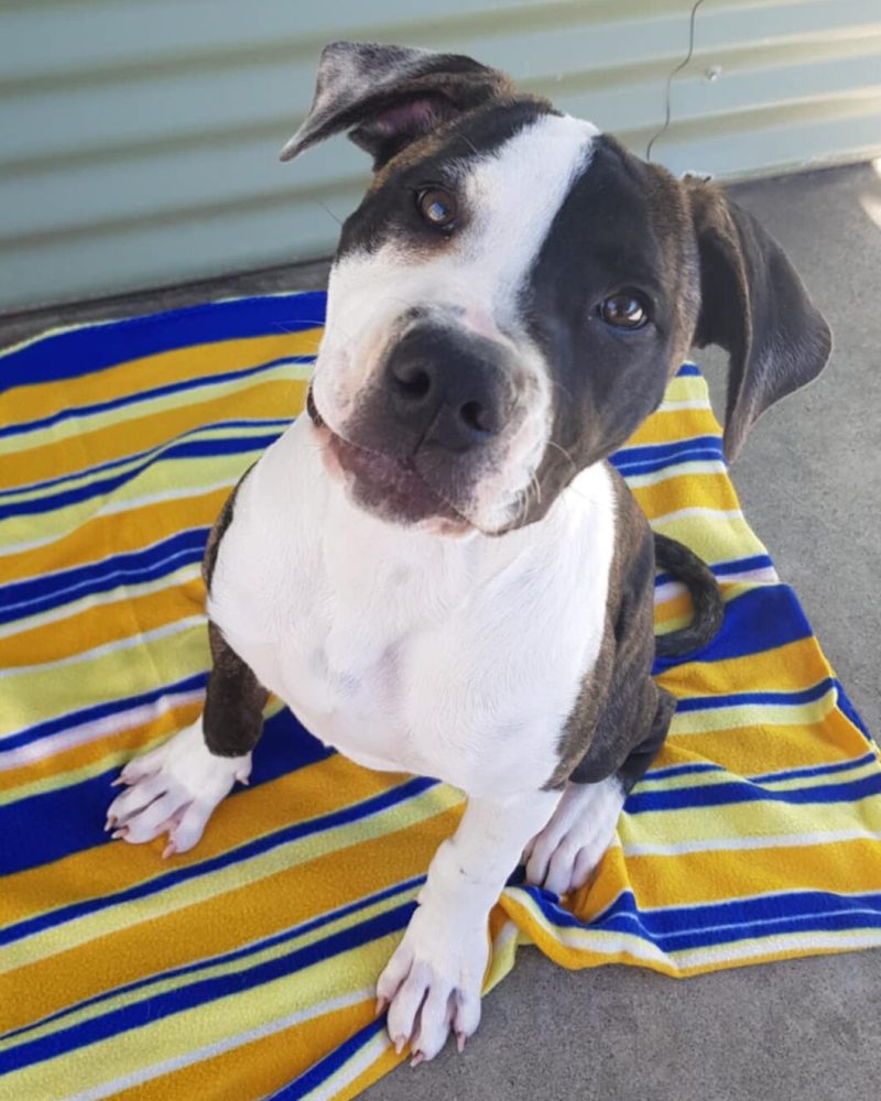 Nike sitting on a blanket with a endearing facial expression