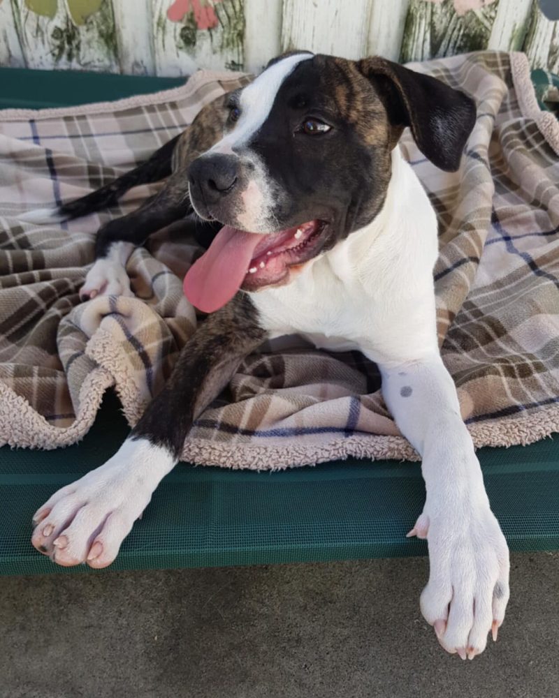 Nike lying on a dog bed looking to the left