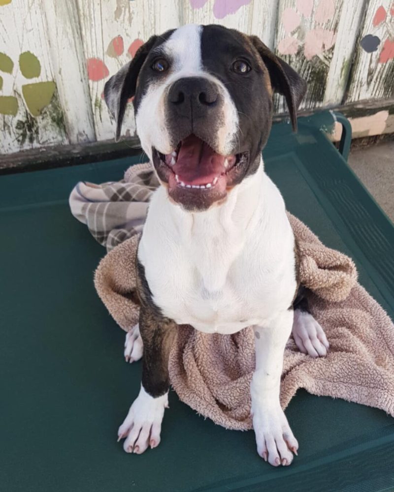 Nike sitting on a dog bed looking at the camera