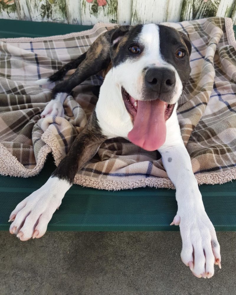 Nike lying on a dog bed looking happy