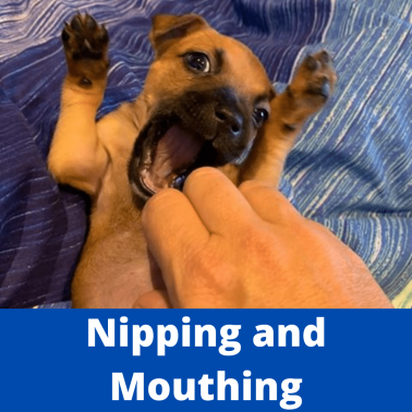 Nipping and Mouthing
