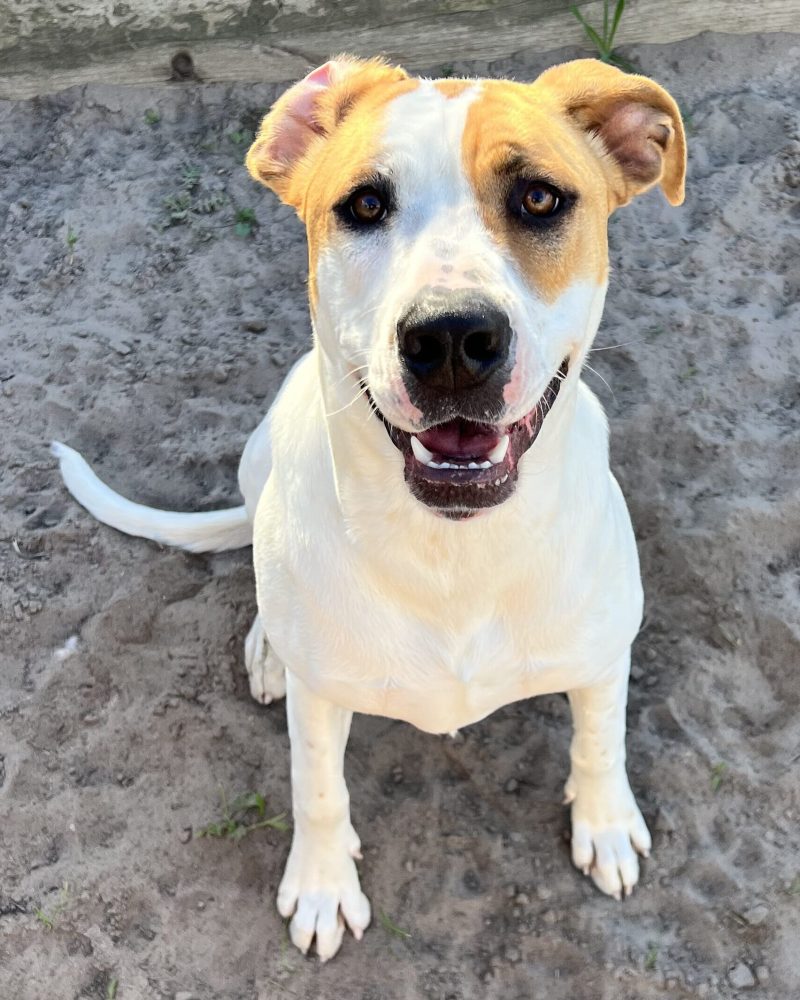 Nova sitting outside looking happy