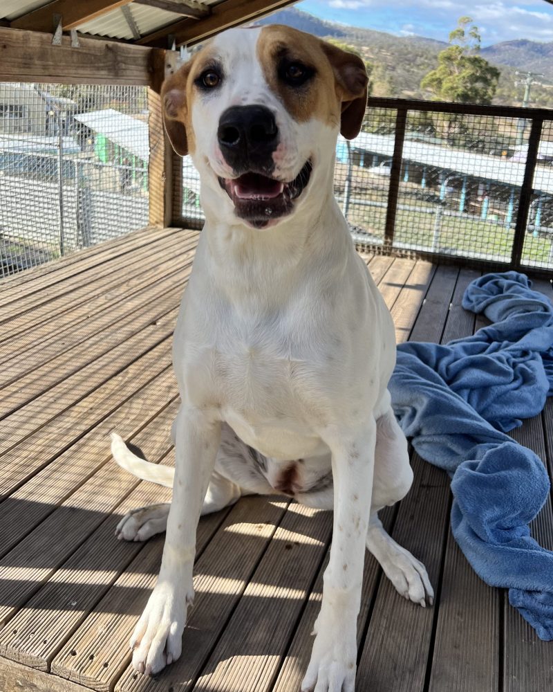 Nova sitting on some decking