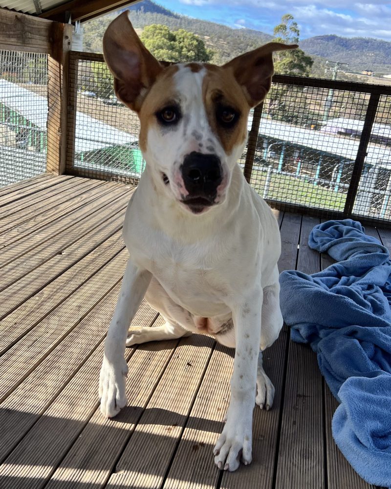 Nova being playful on some decking with ears flapping