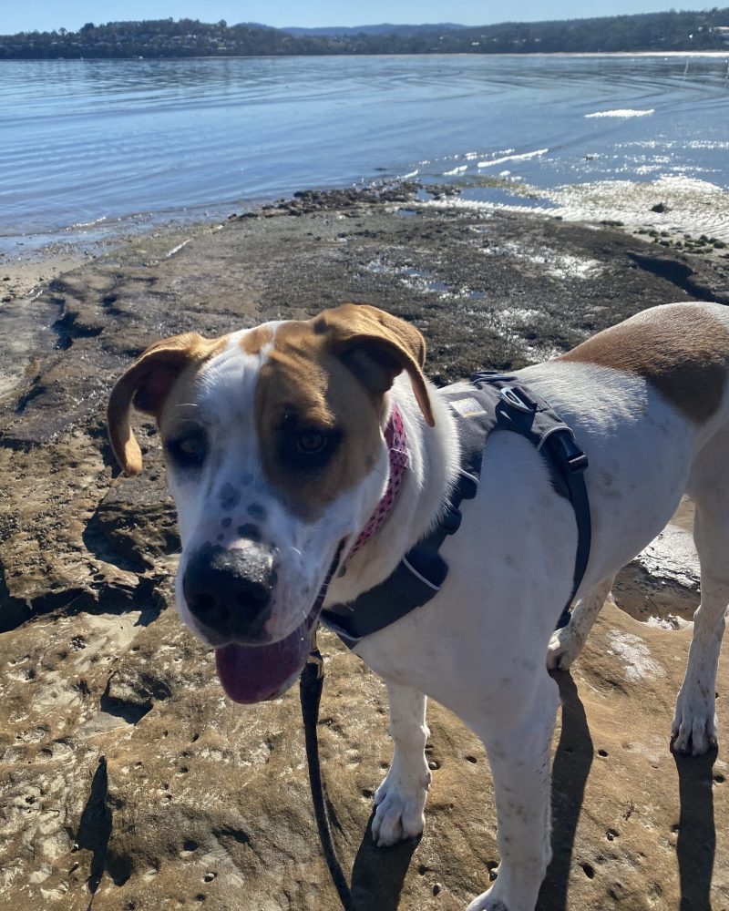 Nova at the beach