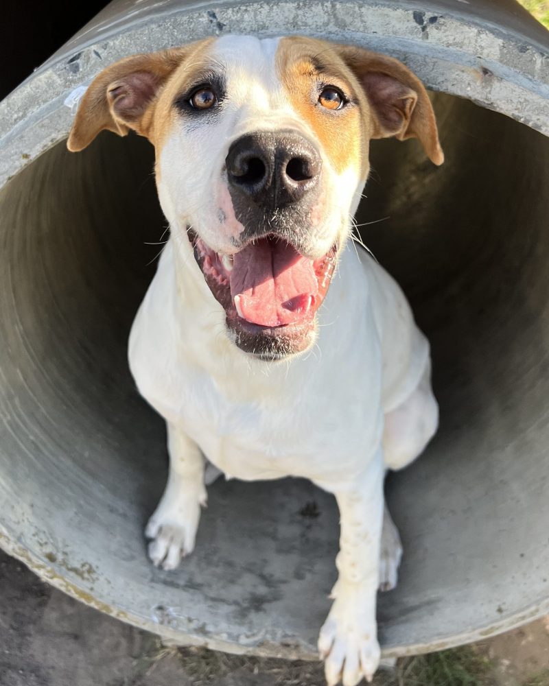 Nova in a play tunnel looking happy