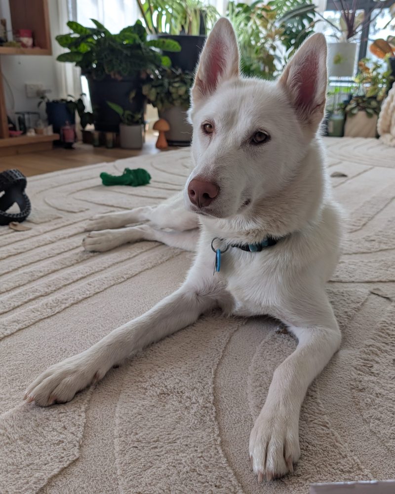 Freya lying on the floor inside