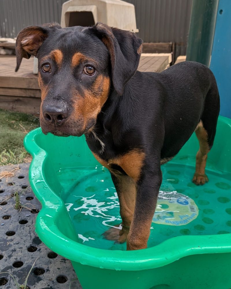 Ace standing in a pool looking at the camera