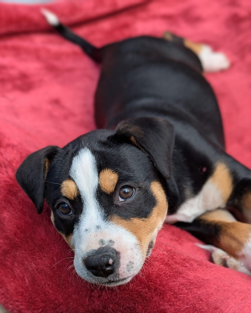 Piper laying on her bed looking at the camera