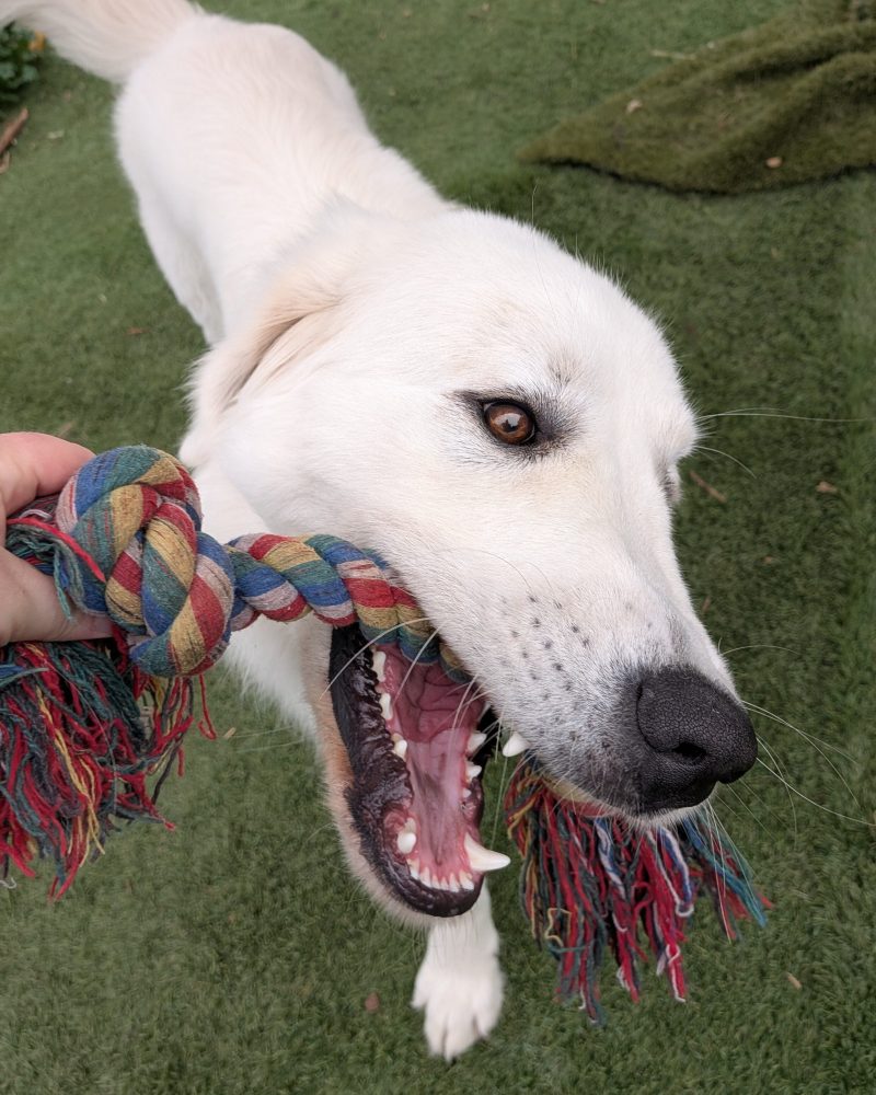 Bosco holding rope toy in his mouth playing tug with staff