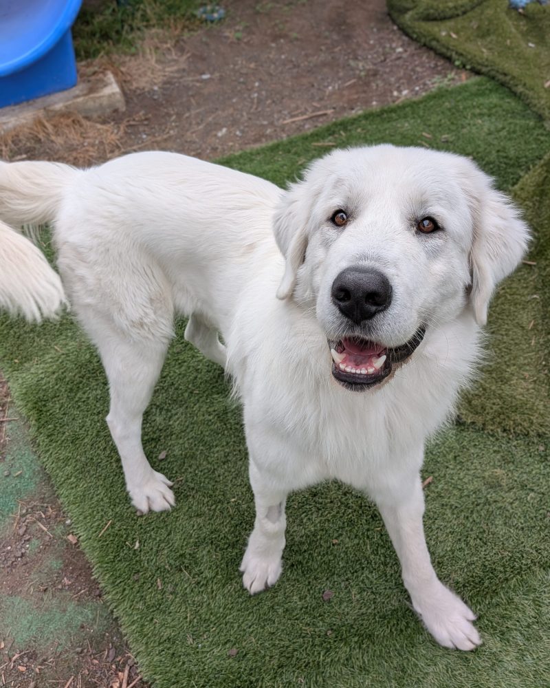 Bosco standing outside looking at the camera