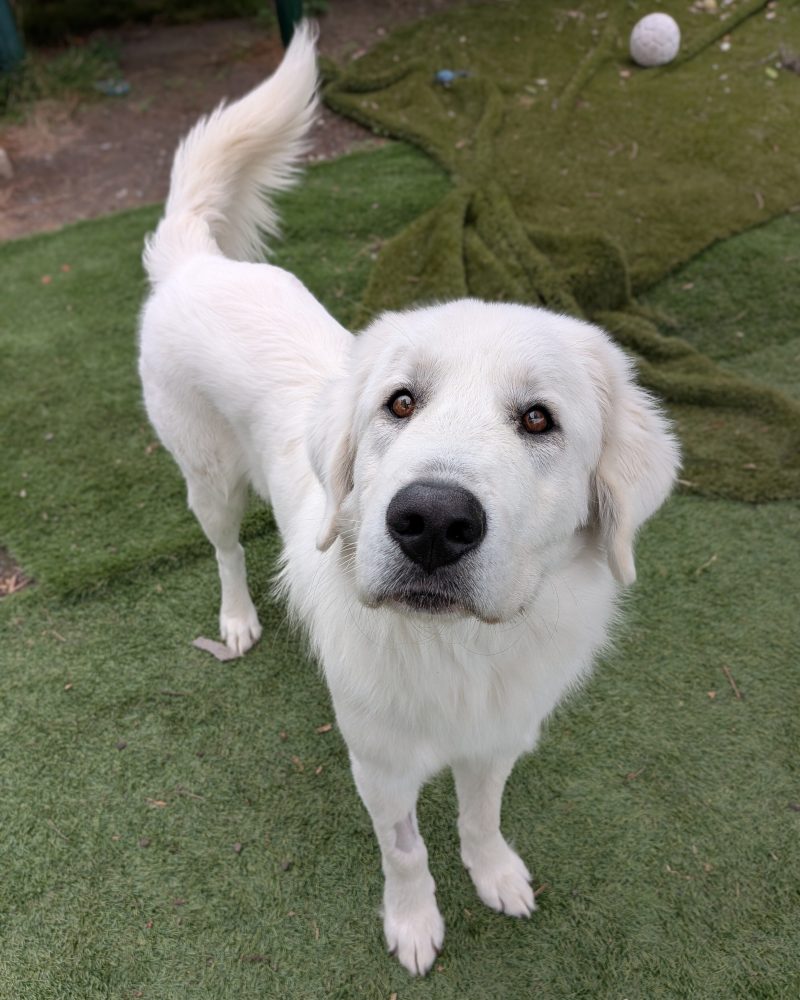 Bosco standing outside looking up at the camera