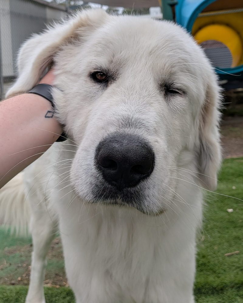 Bosco receiving a scratch behind the ear looking at camera with one eye closed