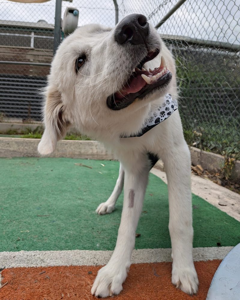 Murphy mid shake with head slightly tilted to one side