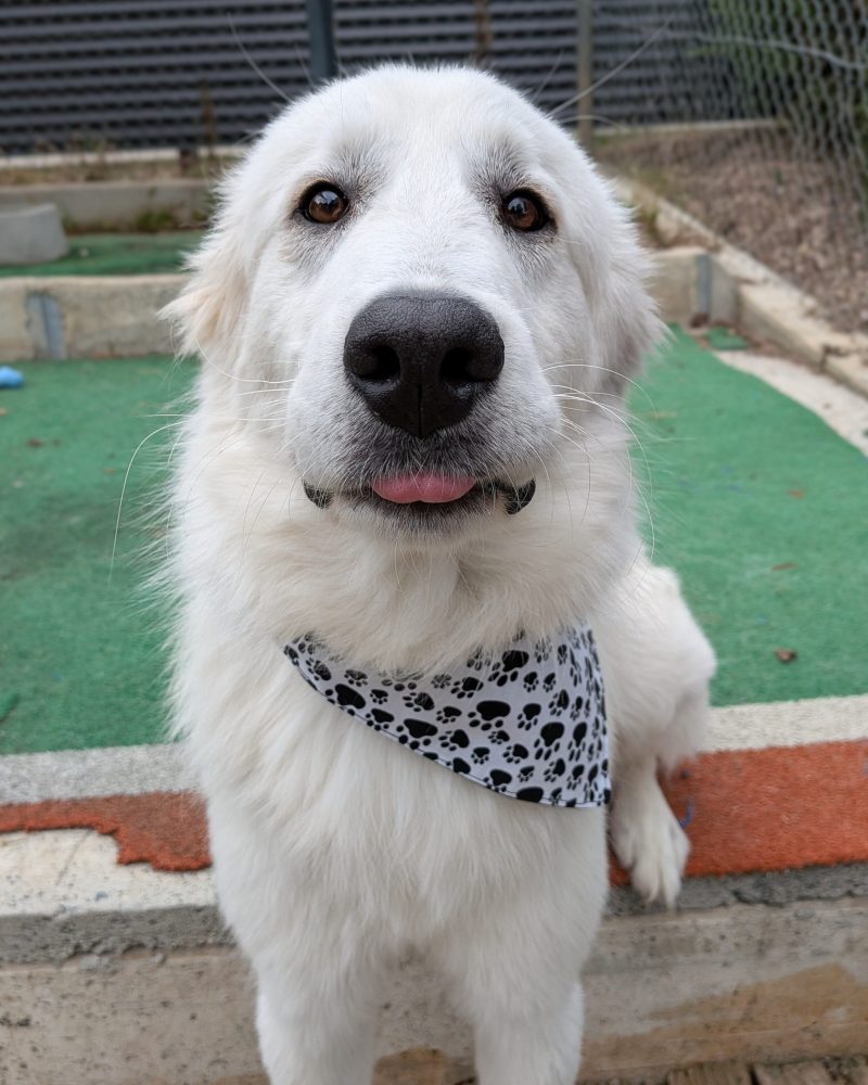 Murphy looking at the camera with tongue poking out and ears back