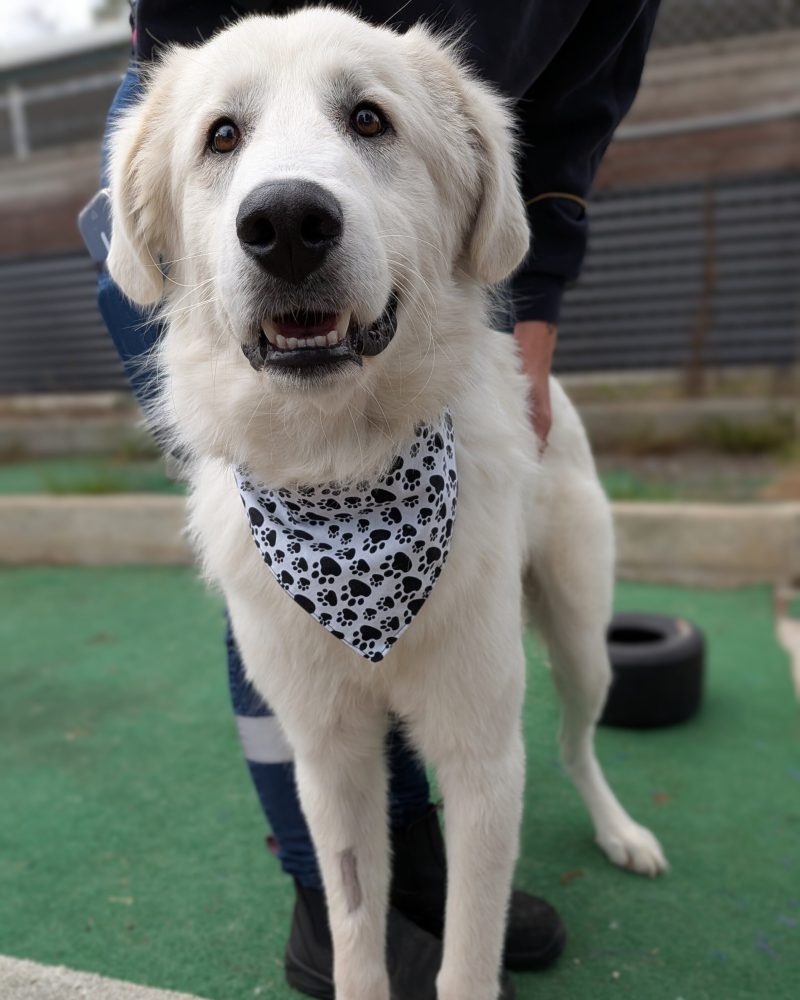 Murphy wearing bandana standing outside looking at the camera