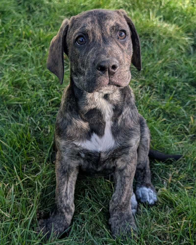 A Bridgerton pup sitting outside