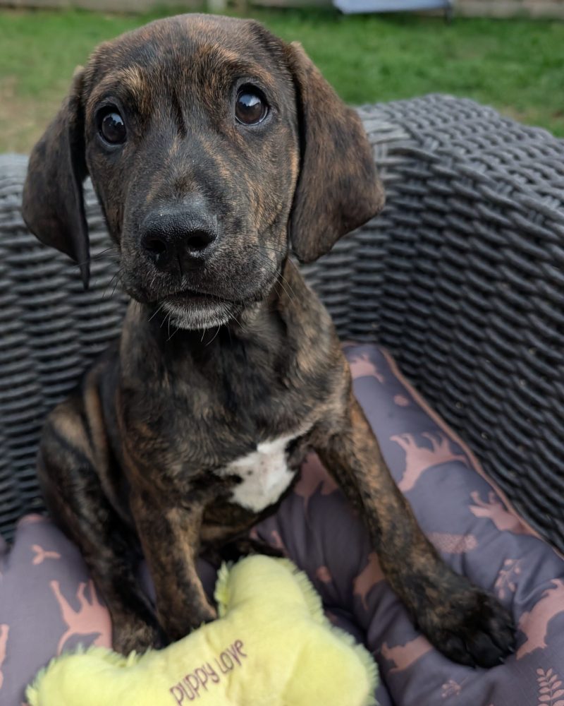A Bridgerton pup on a bed outside looking at the camera