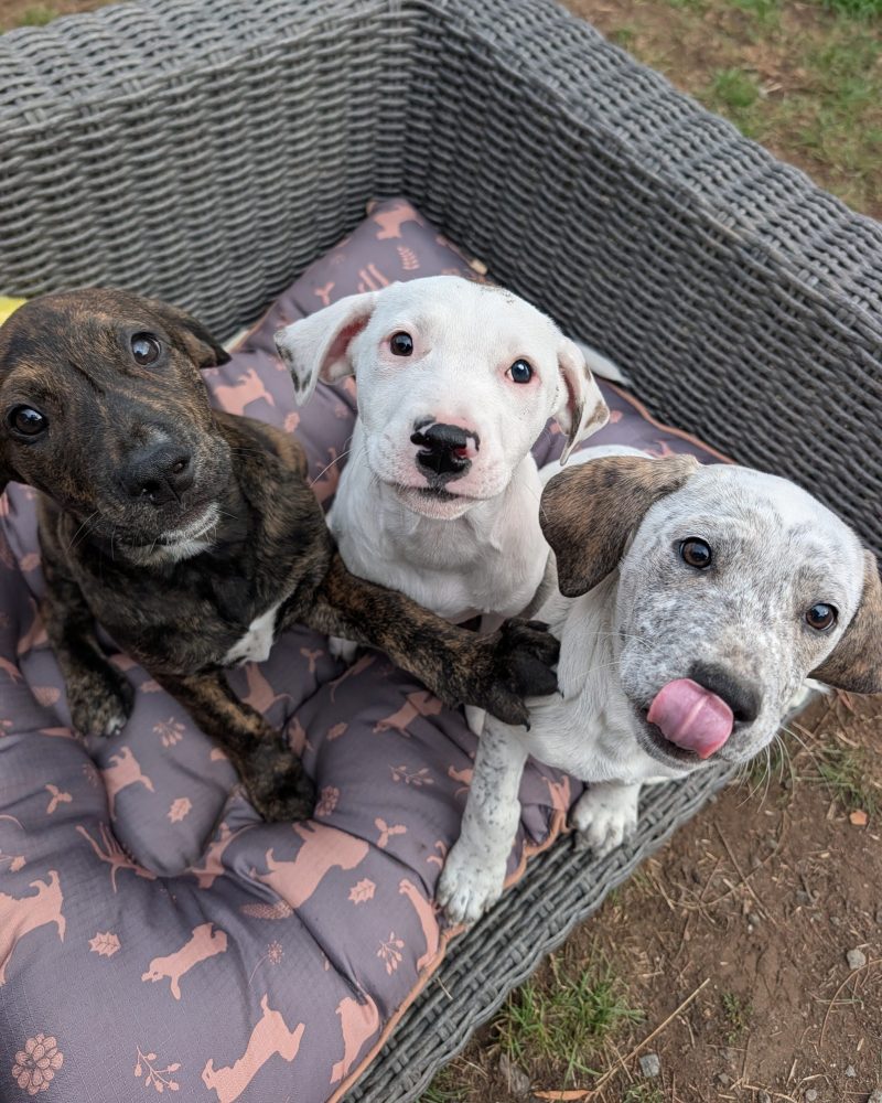 Three pups sitting on outdoor furniture looking at the camera