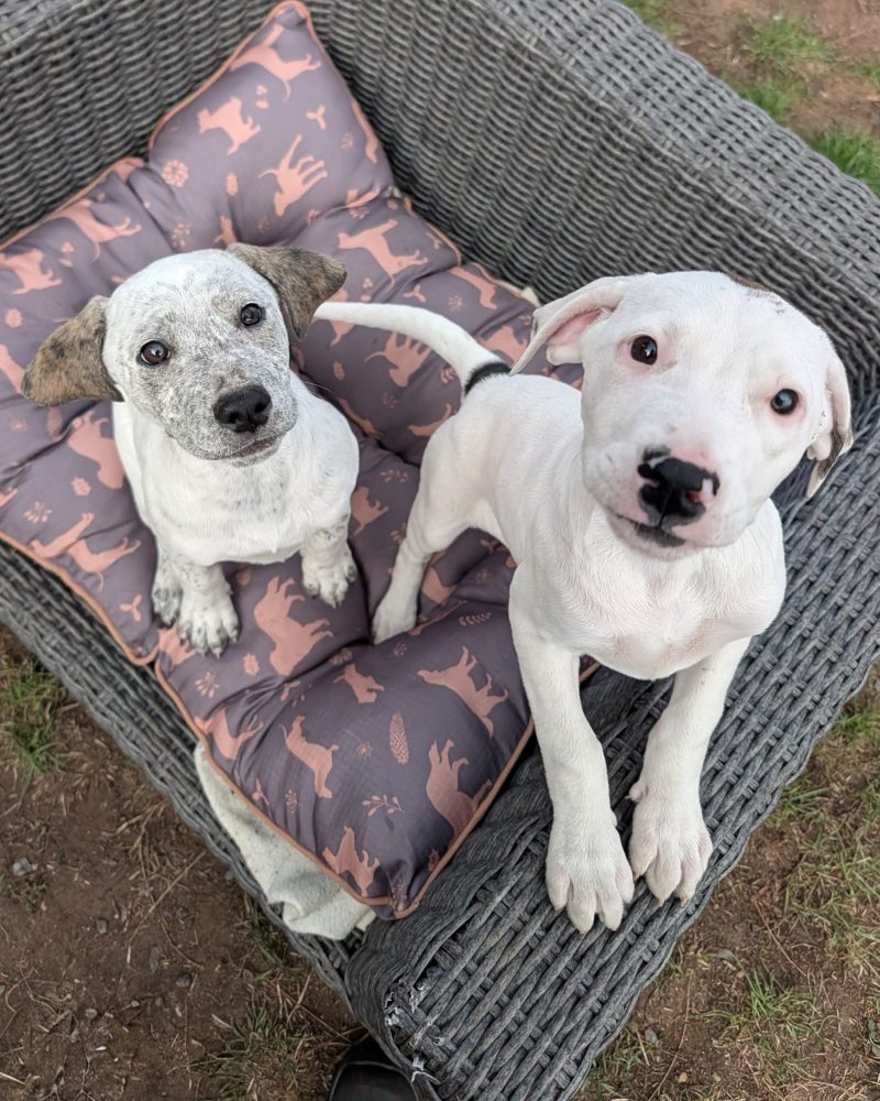 Two Bridgerton pups on outdoor furniture looking up at the camera