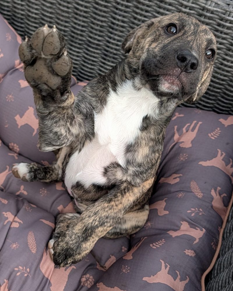 A Bridgerton pup outside "waving" at the camera