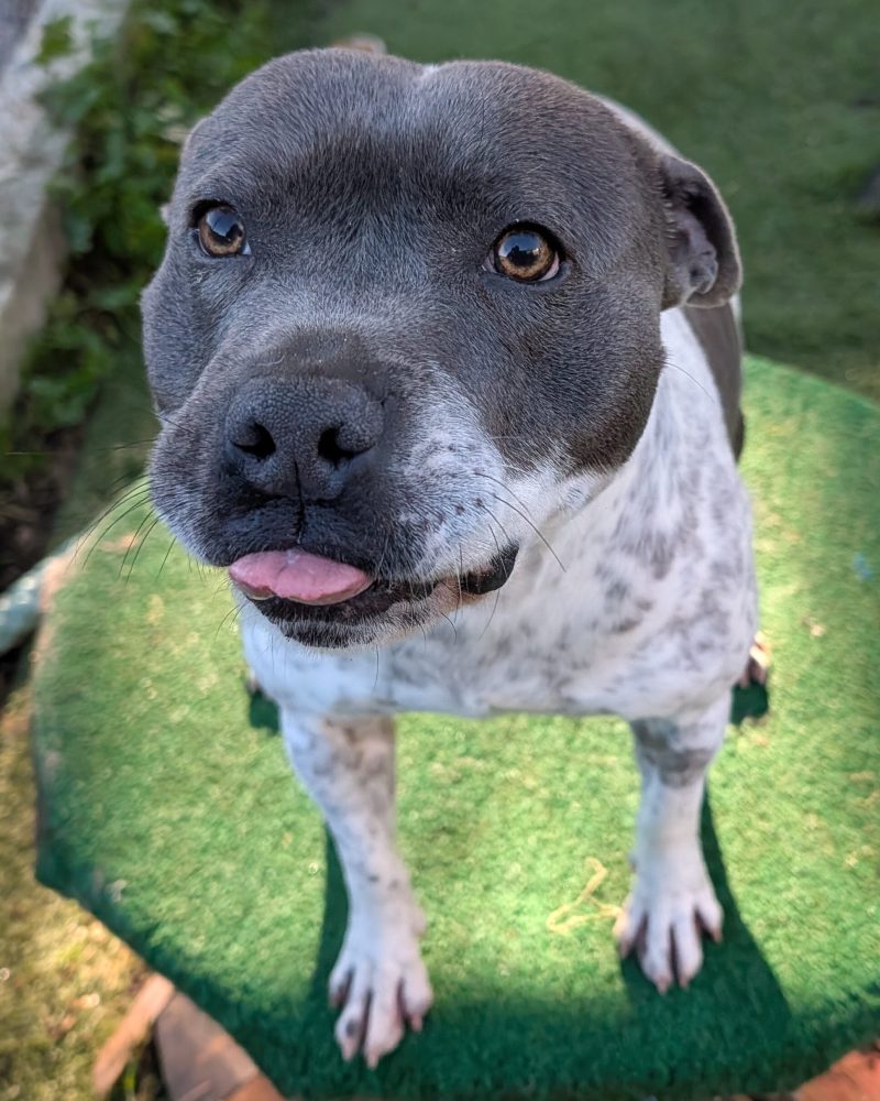 Loki standing looking at the camera poking his tongue out