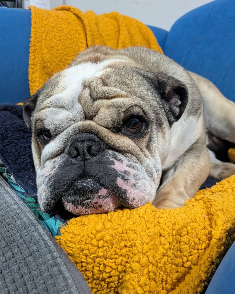 Zeus lying on an armchair looking at the camera