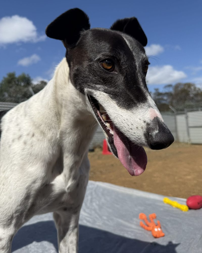Panda close up in side profile