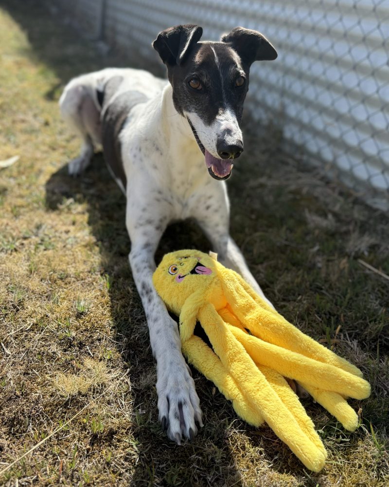 Panda lying down outside with a toy