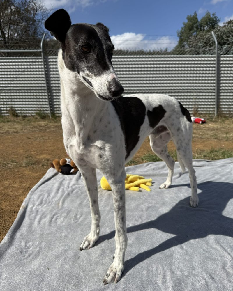 Panda standing outside looking to his left