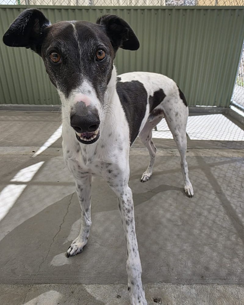 Panda standing in a pen looking at the camera