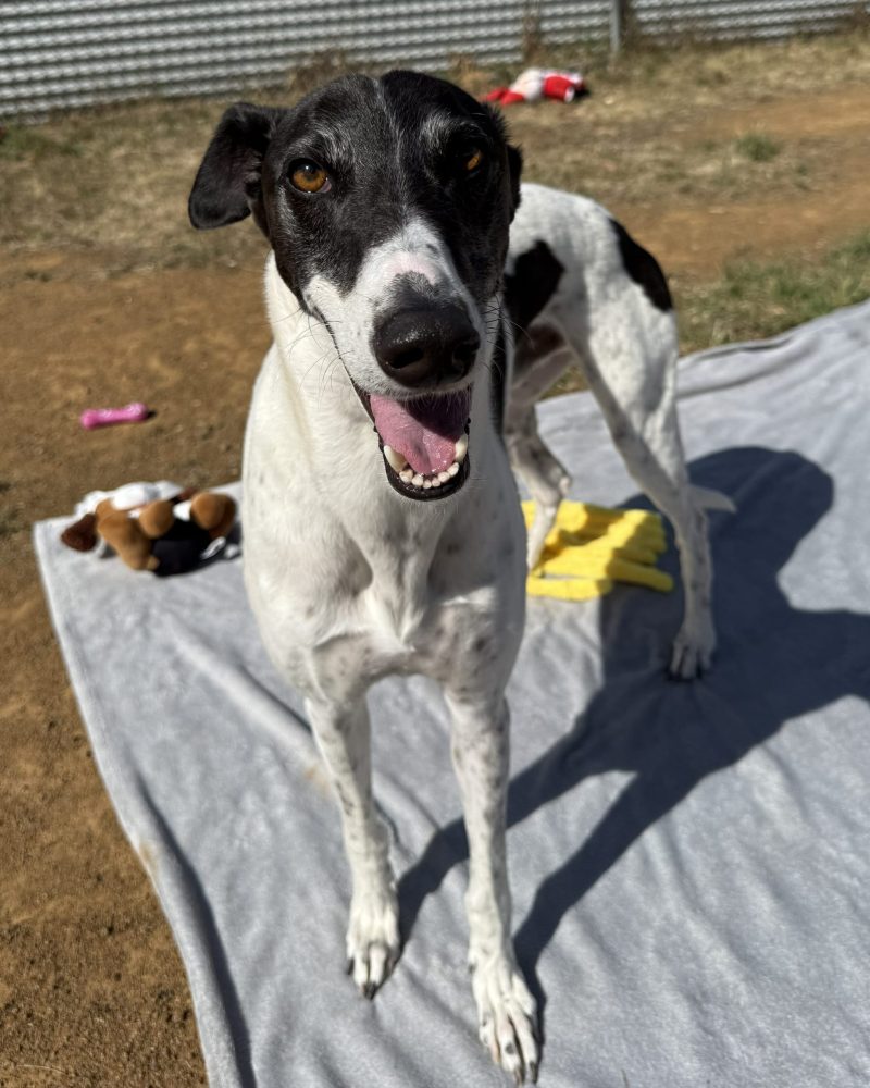 Panda standing outside looking at the camera