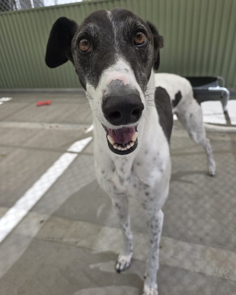 Panda standing in a pen looking at the camera