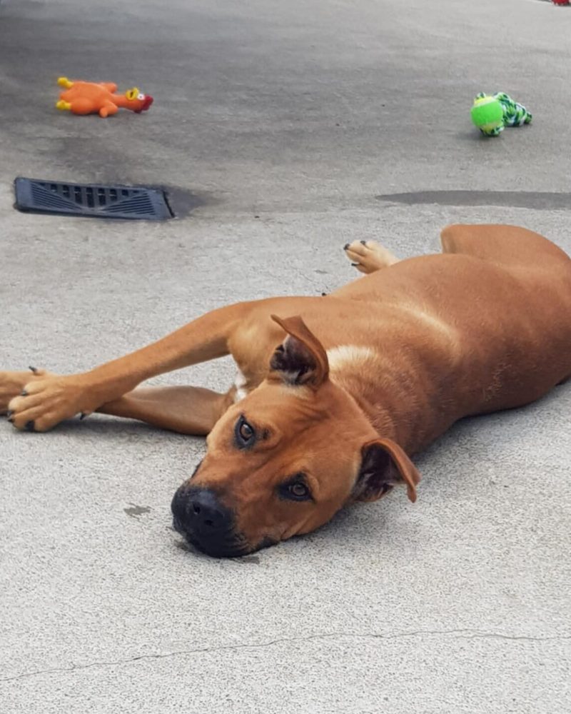 Peaches lying down on the cool cement with toys nearby