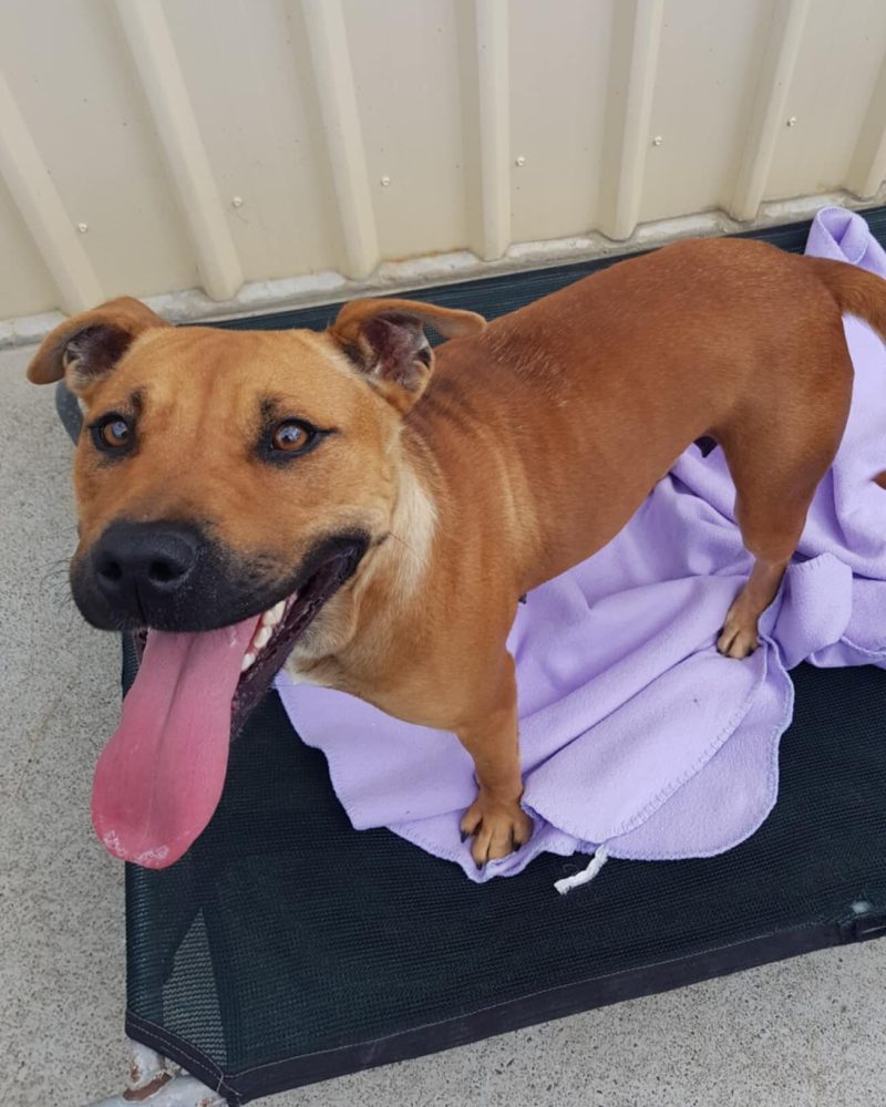 Peaches standing on a dog bed with her tongue hanging out