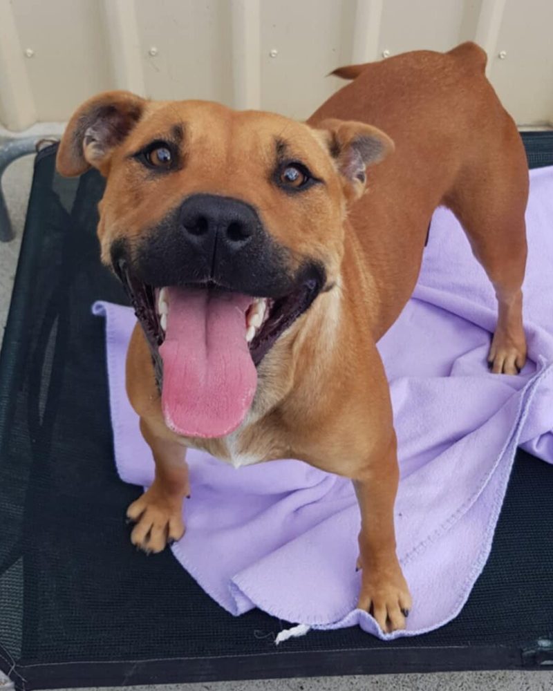 Peaches standing on dog bed with big smile