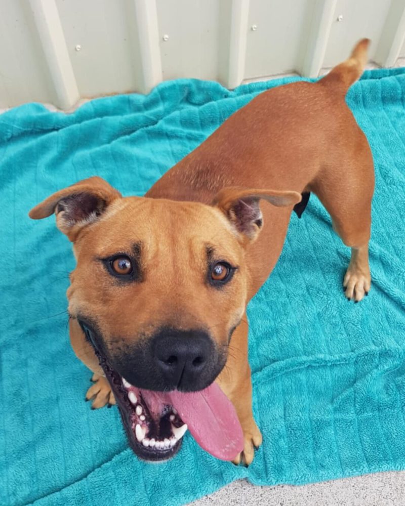 Peaches standing on a blanket with big smile