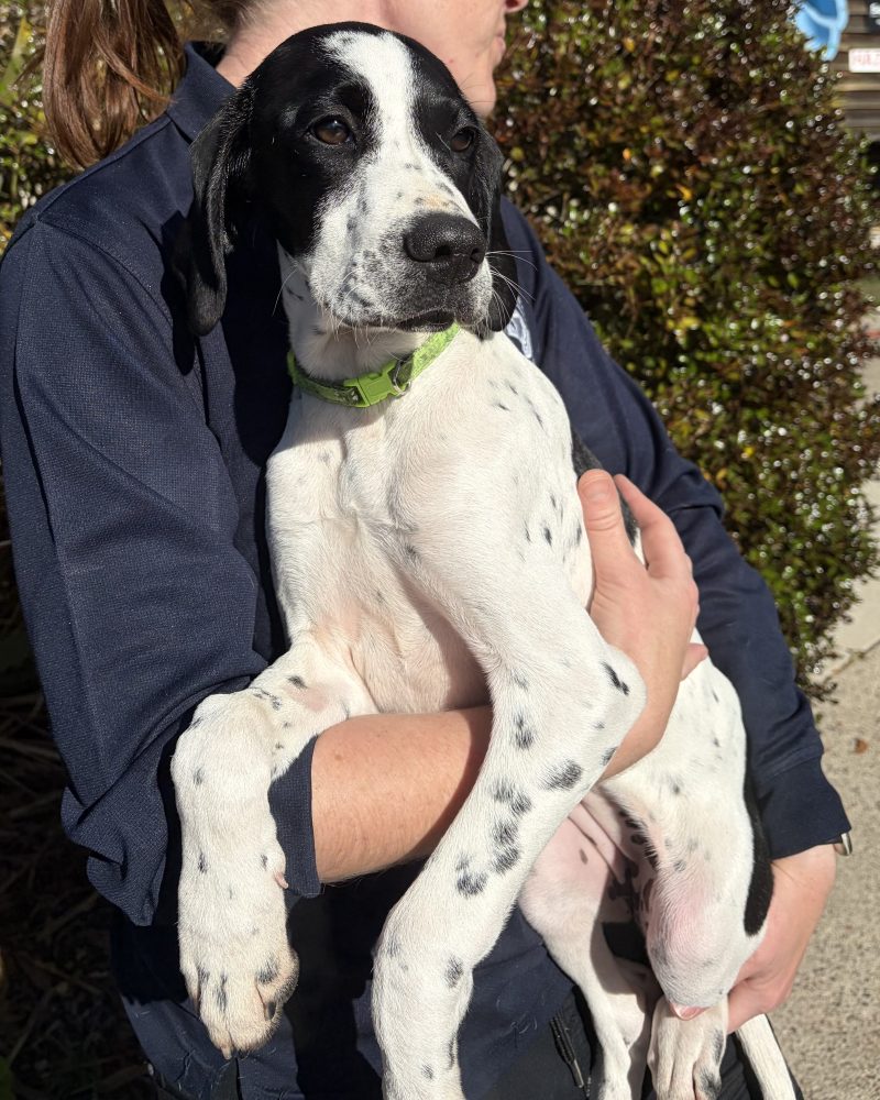 Peaches looking quite cosy in staff members arms