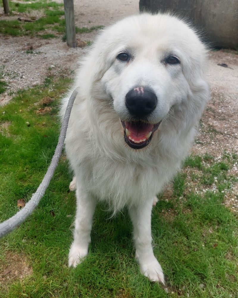 Pearl standing outside looking happy