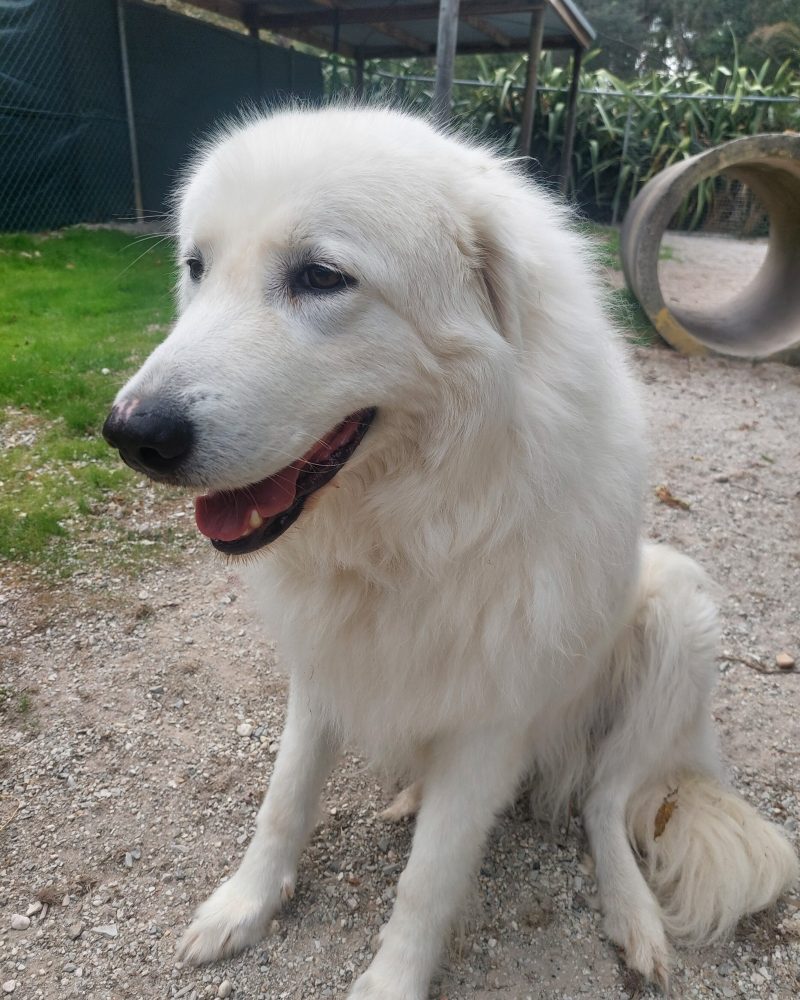 Pearl sitting outside looking happy
